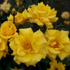 'Goldmarie 82'® Rosa X 'Goldmarie 82'® (Buketrose) A-Kvalitet,- Barrods Roser Min. 3 Grene -Tilbud Lys Haven Butik p288 53578 rosa x goldmarie 82 buketrose e5fb