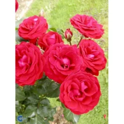 'Grand Palace' Rosa X 'Grand Palace' (Palacerose) 3,0 Liter Potte -Tilbud Lys Haven Butik p289 252 rosa x grand palace 9f87