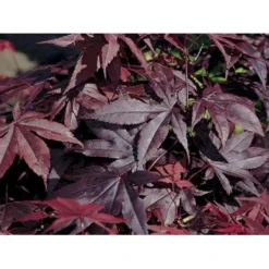 Japansk Ahorn 'Bloodgood' Acer Palmatum 'Bloodgood' Potte 10 Liter,- 60-80 Cm. -Tilbud Lys Haven Butik p2900 2248 acer palmatum bloodgood 2bdf