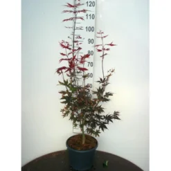 Japansk Ahorn 'Bloodgood' Acer Palmatum 'Bloodgood' Potte 10 Liter,- 60-80 Cm.