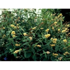 Sommerfuglebusk 'Sungold' Buddleja X Weyeriana 'Sungold' 3,0 Liter Potte -Tilbud Lys Haven Butik p2903 2250 buddleia weyeriana sungold 08d2
