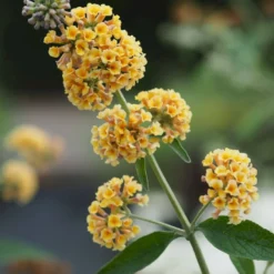 Sommerfuglebusk 'Sungold' Buddleja X Weyeriana 'Sungold' 3,0 Liter Potte