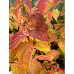 Kornel 'Midwinter Fire' Cornus Alba 'Midwinter Fire' Potte 10 Liter 50-60 Cm. -Tilbud Lys Haven Butik p2908 36599 cornus alba midwinter fire f51e