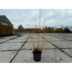 Kornel 'Midwinter Fire' Cornus Alba 'Midwinter Fire' Potte 10 Liter 50-60 Cm. -Tilbud Lys Haven Butik p2908 36600 cornus alba midwinter fire 3867