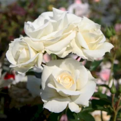 'Gråsten'™ Rosa X 'Gråsten'™ (Slotsrose) A-Kvalitet,- Barrods Roser Min. 3 Grene