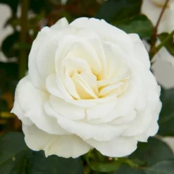 'Gråsten'™ Rosa X 'Gråsten'™ (Slotsrose) A-Kvalitet,- Barrods Roser Min. 3 Grene -Tilbud Lys Haven Butik p290 51797 rosa x graasten slotsrose f853