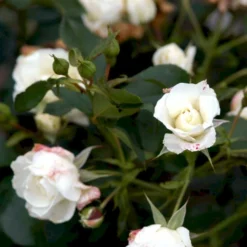 'Gråsten'™ Rosa X 'Gråsten'™ (Slotsrose) A-Kvalitet,- Barrods Roser Min. 3 Grene -Tilbud Lys Haven Butik p290 51799 rosa x graasten slotsrose d784