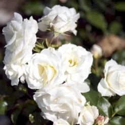 'Gråsten'™ Rosa X 'Gråsten'™ (Slotsrose) A-Kvalitet,- Barrods Roser Min. 3 Grene -Tilbud Lys Haven Butik p290 51800 rosa x graasten slotsrose eabe