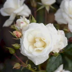 'Gråsten'™ Rosa X 'Gråsten'™ (Slotsrose) A-Kvalitet,- Barrods Roser Min. 3 Grene -Tilbud Lys Haven Butik p290 51801 rosa x graasten slotsrose 9493