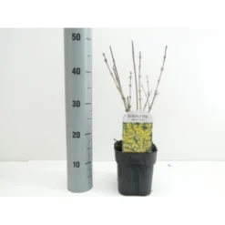 Vårguld 'Goldrausch' Forsythia Intermedia 'Goldrausch' Potte 2,0 Liter,- 40-60 Cm.