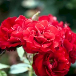 'H.C. Andersen'™ Rosa X 'H.C. Andersen'™ (Buketrose) A-Kvalitet,- Barrods Roser Min. 3 Grene -Tilbud Lys Haven Butik p291 51525 rosa x h c andersen buketrose 9523