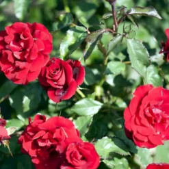 'H.C. Andersen'™ Rosa X 'H.C. Andersen'™ (Buketrose) A-Kvalitet,- Barrods Roser Min. 3 Grene -Tilbud Lys Haven Butik p291 51526 rosa x h c andersen buketrose d86a