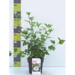 Syrisk Rose 'Helene' Hibiscus Syriacus 'Helene' Potte 4,0 Liter,- 50-60 Cm.