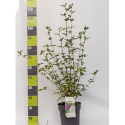 Syrisk Rose 'White Chiffon' (R) Hibiscus Syriacus 'White Chiffon' (r) Potte 6,6 Liter, - 70-80 Cm.