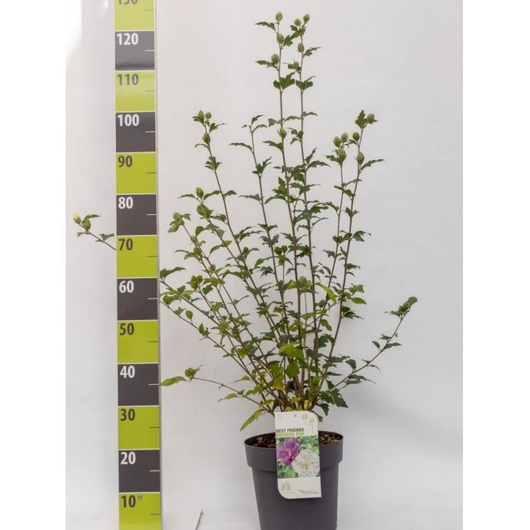 Syrisk Rose 'White Chiffon' (R) Hibiscus Syriacus 'White Chiffon' (r) Potte 6,6 Liter, - 70-80 Cm. 1 Syrisk Rose 'White Chiffon' (R) Hibiscus Syriacus 'White Chiffon' (r) Potte 6,6 Liter, - 70-80 Cm.