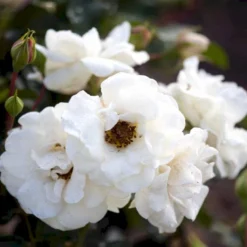 'Hampton™ Palace®' Rosa X 'Hampton™ Palace®' (Palacerose) A-Kvalitet,- Barrods Roser Min. 3 Grene