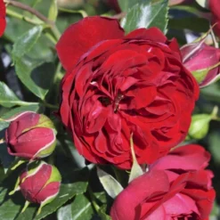 'Imperial™ Palace'® Rosa X 'Imperial™ Palace'® (Palacerose) A-Kvalitet,- Barrods Roser Min. 3 Grene -Tilbud Lys Haven Butik p293 51901 rosa x imperial palace palacerose 557b
