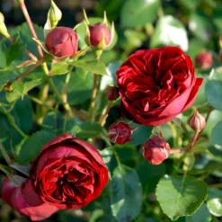 'Imperial™ Palace'® Rosa X 'Imperial™ Palace'® (Palacerose) A-Kvalitet,- Barrods Roser Min. 3 Grene -Tilbud Lys Haven Butik p293 51903 rosa x imperial palace palacerose 2ce1