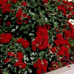 'Imperial™ Palace'® Rosa X 'Imperial™ Palace'® (Palacerose) A-Kvalitet,- Barrods Roser Min. 3 Grene -Tilbud Lys Haven Butik p293 51904 rosa x imperial palace palacerose 5002