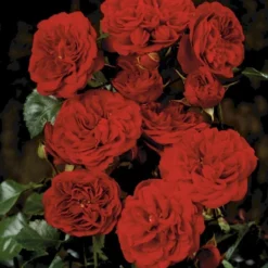 'Imperial™ Palace'® Rosa X 'Imperial™ Palace'® (Palacerose) A-Kvalitet,- Barrods Roser Min. 3 Grene -Tilbud Lys Haven Butik p293 51905 rosa x imperial palace palacerose c255