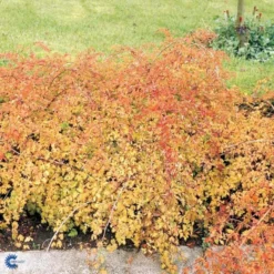 Kranstop 'Crispa' Stephanandra Incisa 'Crispa' 3,5 Liter Potte -Tilbud Lys Haven Butik p2943 47518 stephanandra incisa crispa deea