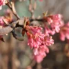 Kejserbusk 'Charles Lamont' Viburnum X Bodnantense 'Charles Lamont' 5 Liter Potte