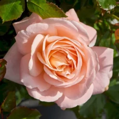'Kalmar'™ Rosa X 'Kalmar'™ (Slotsrose) A-Kvalitet,- Barrods Roser Min. 3 Grene -Tilbud Lys Haven Butik p296 51807 rosa x kalmar slotsrose 82c5
