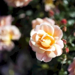 'Kalmar'™ Rosa X 'Kalmar'™ (Slotsrose) A-Kvalitet,- Barrods Roser Min. 3 Grene -Tilbud Lys Haven Butik p296 51808 rosa x kalmar slotsrose c908