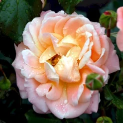 'Kalmar'™ Rosa X 'Kalmar'™ (Slotsrose) A-Kvalitet,- Barrods Roser Min. 3 Grene -Tilbud Lys Haven Butik p296 51810 rosa x kalmar slotsrose 049d