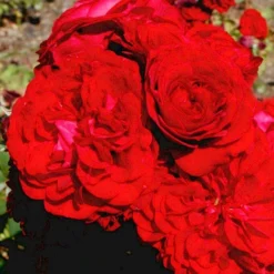 'Kronborg'™ Rosa X 'Kronborg'™ (Slotsrose) A-Kvalitet,- Barrods Roser Min. 3 Grene -Tilbud Lys Haven Butik p297 51813 rosa x kronborg slotsrose 8f86