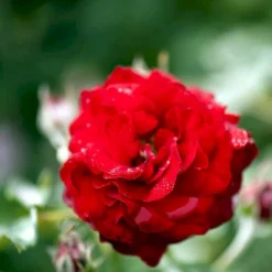 'Kronborg'™ Rosa X 'Kronborg'™ (Slotsrose) A-Kvalitet,- Barrods Roser Min. 3 Grene -Tilbud Lys Haven Butik p297 51815 rosa x kronborg slotsrose 41e0