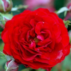 'Kronborg'™ Rosa X 'Kronborg'™ (Slotsrose) A-Kvalitet,- Barrods Roser Min. 3 Grene -Tilbud Lys Haven Butik p297 51816 rosa x kronborg slotsrose 10ff
