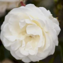 'La Paloma 85'® Rosa X 'La Paloma 85'® (Buketrose) A-Kvalitet,- Barrods Roser Min. 3 Grene -Tilbud Lys Haven Butik p298 51587 rosa x la paloma 85 buketrose 570a