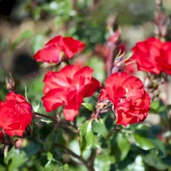 'La Sevillana' Rosa X 'La Sevillana' (Buketrose) A-Kvalitet,- Barrods Roser Min. 3 Grene