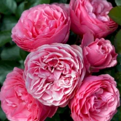 'Leonardo Da Vinci'® Rosa X 'Leonardo Da Vinci'® (Buketrose) A-Kvalitet,- Barrods Roser Min. 3 Grene -Tilbud Lys Haven Butik p301 51598 rosa x leonardo da vinci buketrose 4458