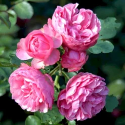 'Leonardo Da Vinci'® Rosa X 'Leonardo Da Vinci'® (Buketrose) A-Kvalitet,- Barrods Roser Min. 3 Grene -Tilbud Lys Haven Butik p301 51599 rosa x leonardo da vinci buketrose 8ce6