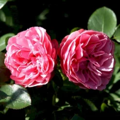 'Leonardo Da Vinci'® Rosa X 'Leonardo Da Vinci'® (Buketrose) A-Kvalitet,- Barrods Roser Min. 3 Grene -Tilbud Lys Haven Butik p301 51600 rosa x leonardo da vinci buketrose d21d