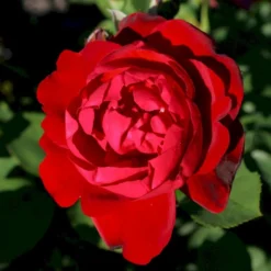 'Lilli Marleen'® Rosa X 'Lilli Marleen'® (Buketrose) A-Kvalitet,- Barrods Roser Min. 3 Grene