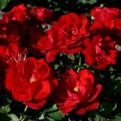 'Lilli Marleen'® Rosa X 'Lilli Marleen'® (Buketrose) A-Kvalitet,- Barrods Roser Min. 3 Grene -Tilbud Lys Haven Butik p302 53604 rosa x lilli marleen buketrose f57d