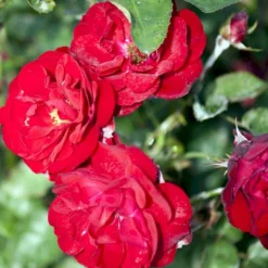 'Lilli Marleen'® Rosa X 'Lilli Marleen'® (Buketrose) A-Kvalitet,- Barrods Roser Min. 3 Grene -Tilbud Lys Haven Butik p302 53605 rosa x lilli marleen buketrose 5654