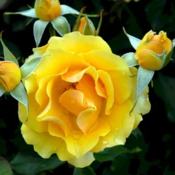 'Marselisborg'™ Rosa X 'Marselisborg'™ (Slotsrose) A-Kvalitet,- Barrods Roser Min. 3 Grene