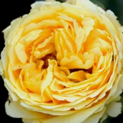 'Marselisborg'™ Rosa X 'Marselisborg'™ (Slotsrose) A-Kvalitet,- Barrods Roser Min. 3 Grene -Tilbud Lys Haven Butik p304 51832 rosa x marselisborg slotsrose 38e5