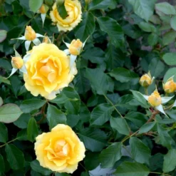 'Marselisborg'™ Rosa X 'Marselisborg'™ (Slotsrose) A-Kvalitet,- Barrods Roser Min. 3 Grene -Tilbud Lys Haven Butik p304 51833 rosa x marselisborg slotsrose 067d