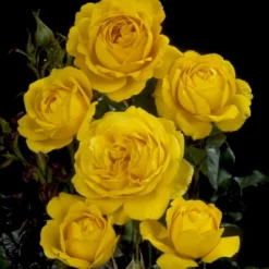 'Marselisborg'™ Rosa X 'Marselisborg'™ (Slotsrose) A-Kvalitet,- Barrods Roser Min. 3 Grene -Tilbud Lys Haven Butik p304 51834 rosa x marselisborg slotsrose 92fc