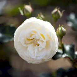 'Artemis'® Rosa X 'Artemis'® (Storblomstrende) A-Kvalitet,- Barrods Roser Min. 3 Grene