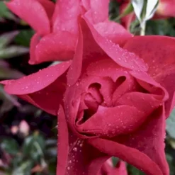 'Cinco De Mayo' Rosa X 'Cinco De Mayo' (Buketrose) A-Kvalitet,- Barrods Roser Min. 3 Grene -Tilbud Lys Haven Butik p30915 51460 rosa cinco de mayo buketrose ec12