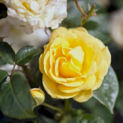 'Julia Child' Rosa X 'Julia Child' (Buketrose) A-Kvalitet,- Barrods Roser Min. 3 Grene -Tilbud Lys Haven Butik p30983 51573 rosa x julia child buketrose 52cd