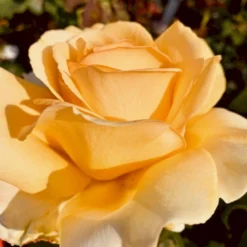 'Julia Child' Rosa X 'Julia Child' (Buketrose) A-Kvalitet,- Barrods Roser Min. 3 Grene -Tilbud Lys Haven Butik p30983 51574 rosa x julia child buketrose bfbf