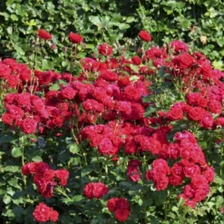 'Nina Weibull' Rosa X 'Nina Weibull' (Buketrose) A-Kvalitet,- Barrods Roser Min. 3 Grene