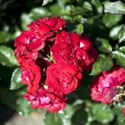 'Nina Weibull' Rosa X 'Nina Weibull' (Buketrose) A-Kvalitet,- Barrods Roser Min. 3 Grene -Tilbud Lys Haven Butik p309 51636 rosa x nina weibull buketrose bac7